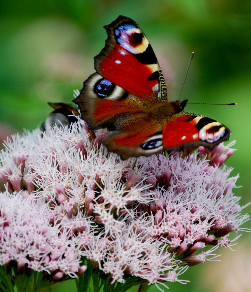 menssensus Institut Symbol Schmetterling
